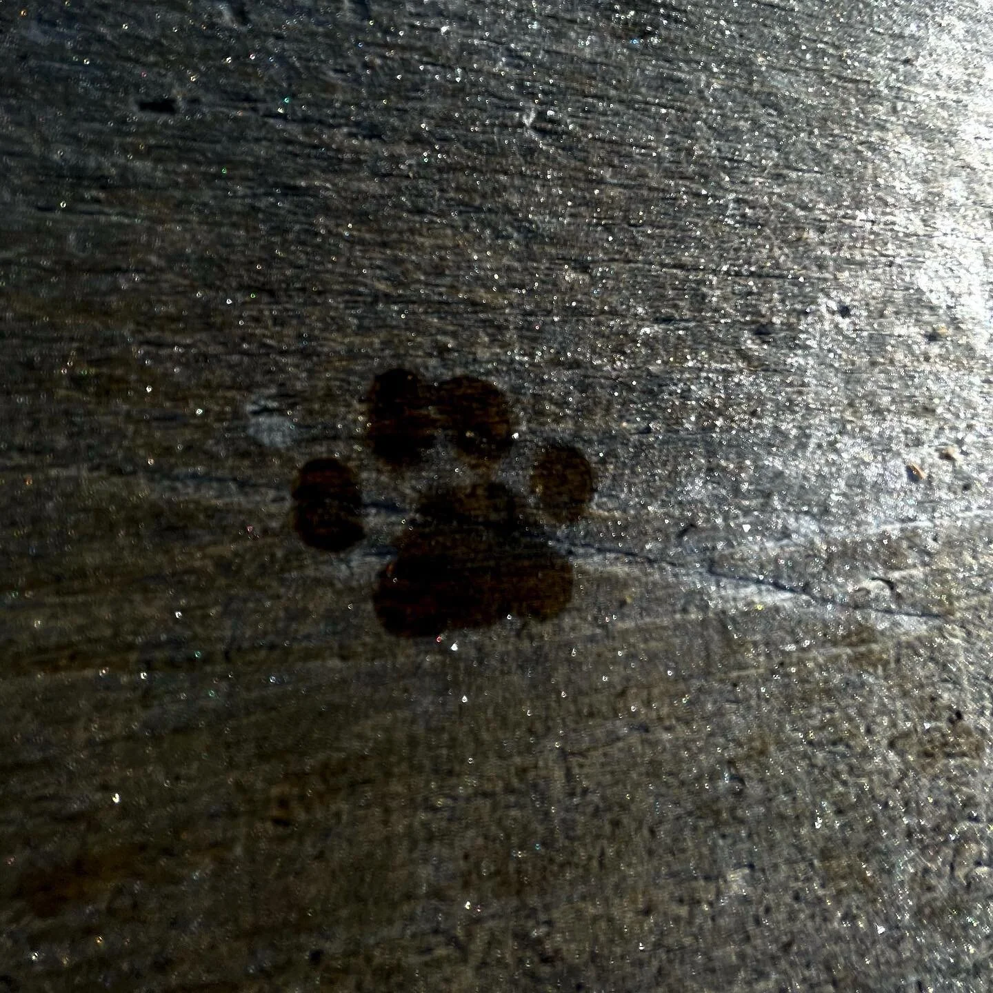 #onestepatatime #catsofinstagram #cat #cats_of_instagram #smokeypines