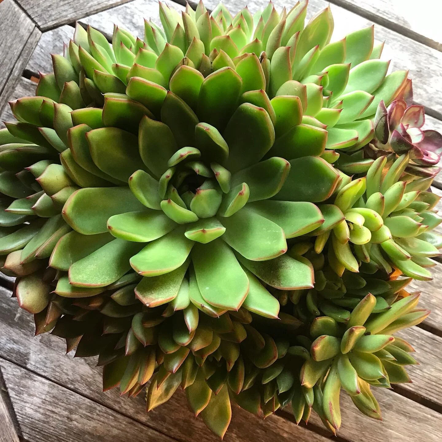 #succulents #gardening #garden #winteriscoming