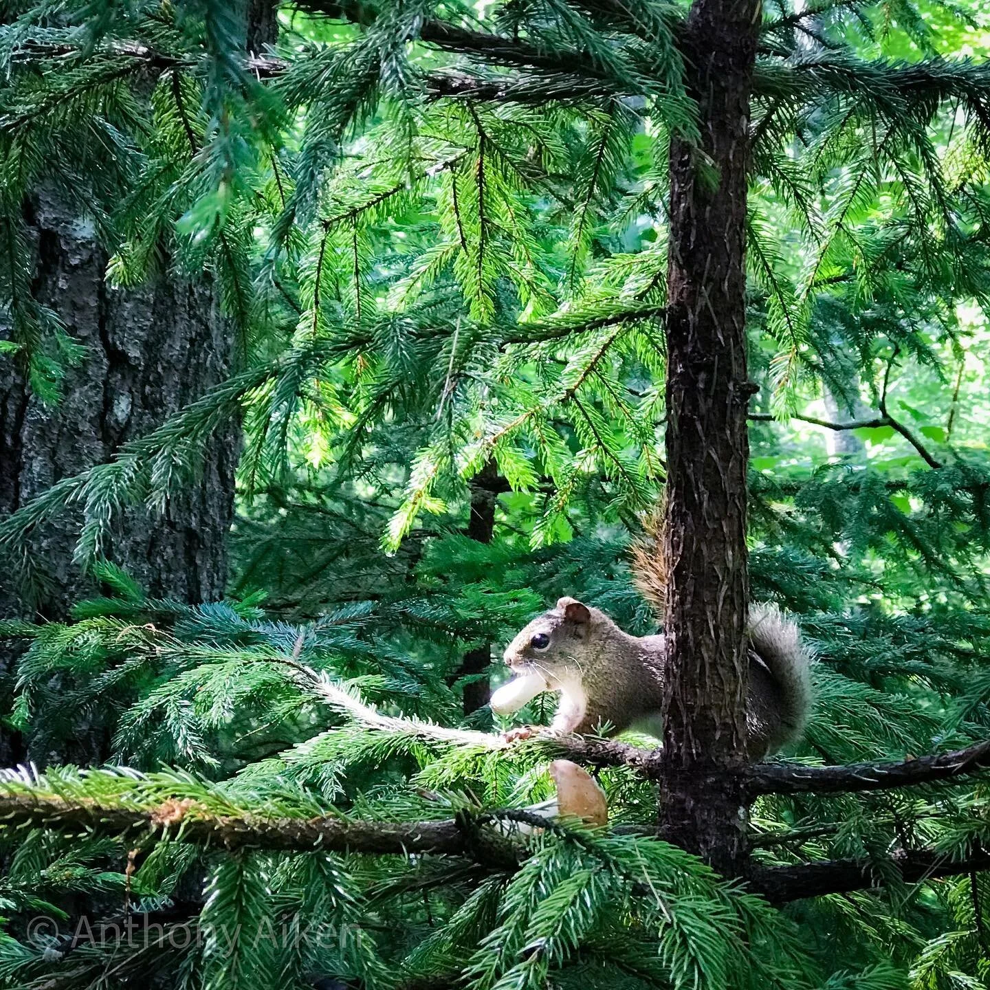 #summervibes #trees #spring #squirrel #mushrooms