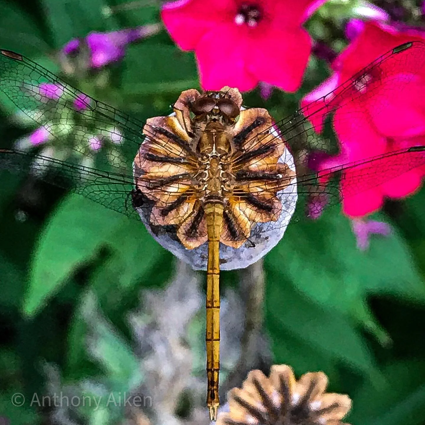 #dragonfly #poppy #garden #maine