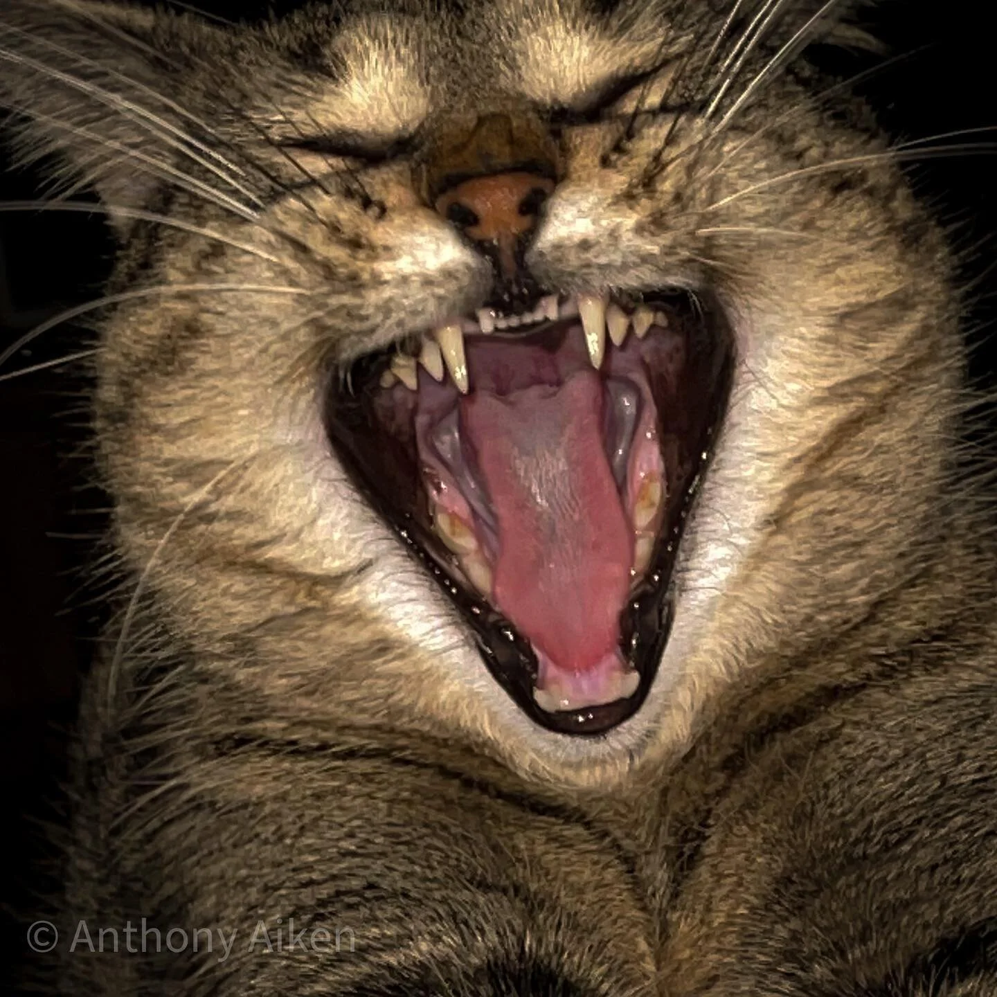 &ldquo;Your funny Anthony&rdquo; says Ms Kitty #cats #catsofinstagram #funnycats #funny #cats_of_world