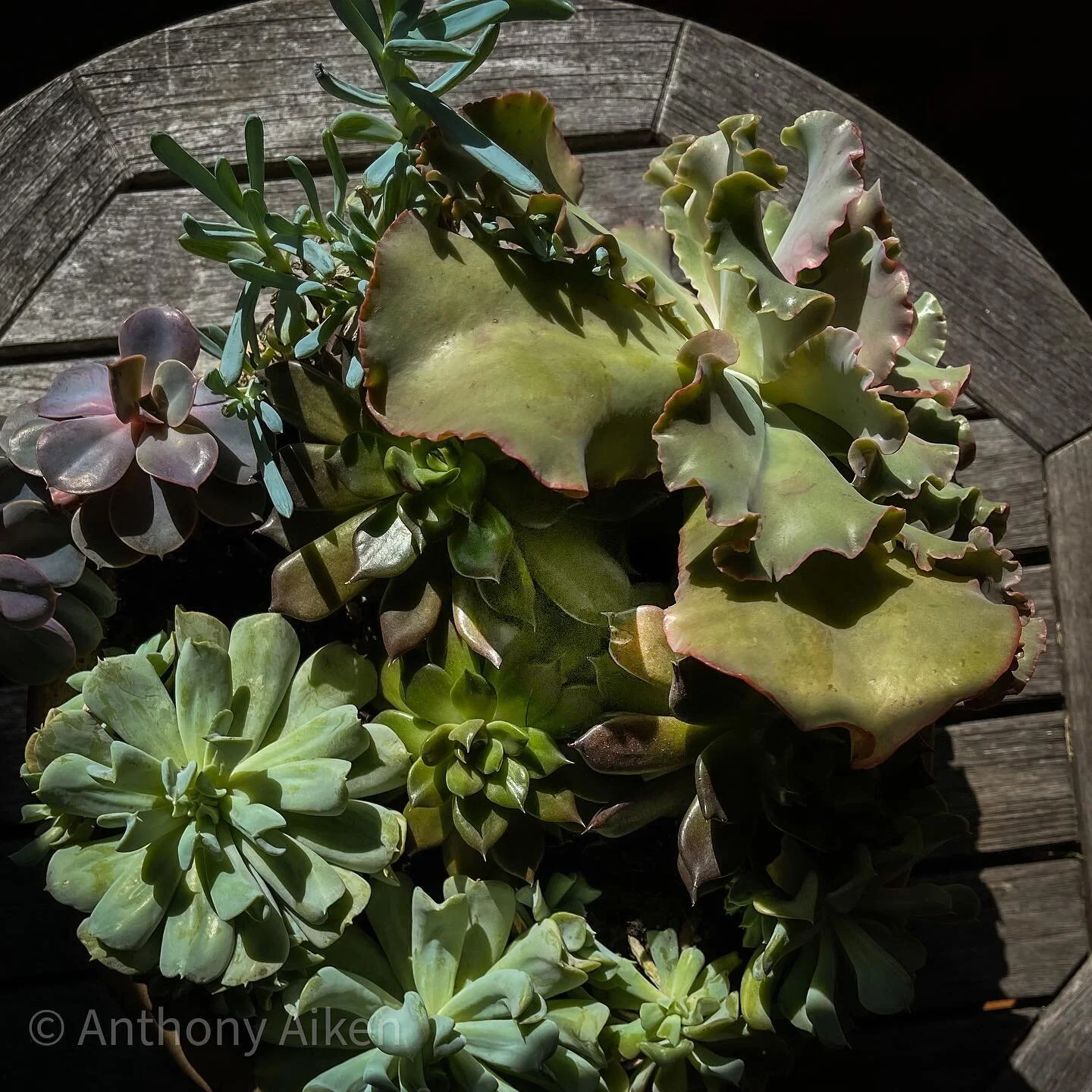 #succulents #gardening #winter #newhampshire