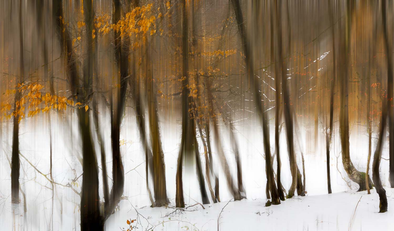 Beech trees in snow