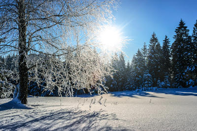branches-cold-daylight sml.jpg
