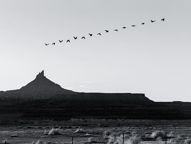 Flight of a raven. 100mm f/9, 15 exposures.