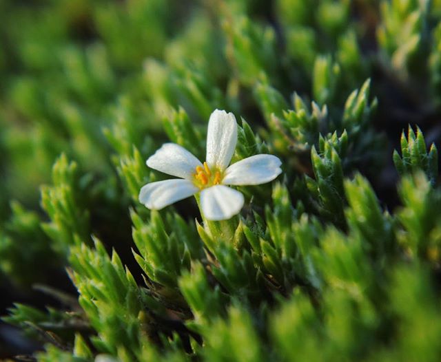 Seasons for me are a constant reminder of birth, youth, life, aging, passing on, and the persistence of the planet ever spinning. Spring has flung and its a very inspiring time to watch all this new life budding up. 
Here&rsquo;s a very tiny bloom in