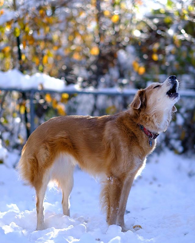 Colorado is currently confused about the seasons, but that doesn&rsquo;t mean we can&rsquo;t enjoy like Millie here 🍁🍂🥶