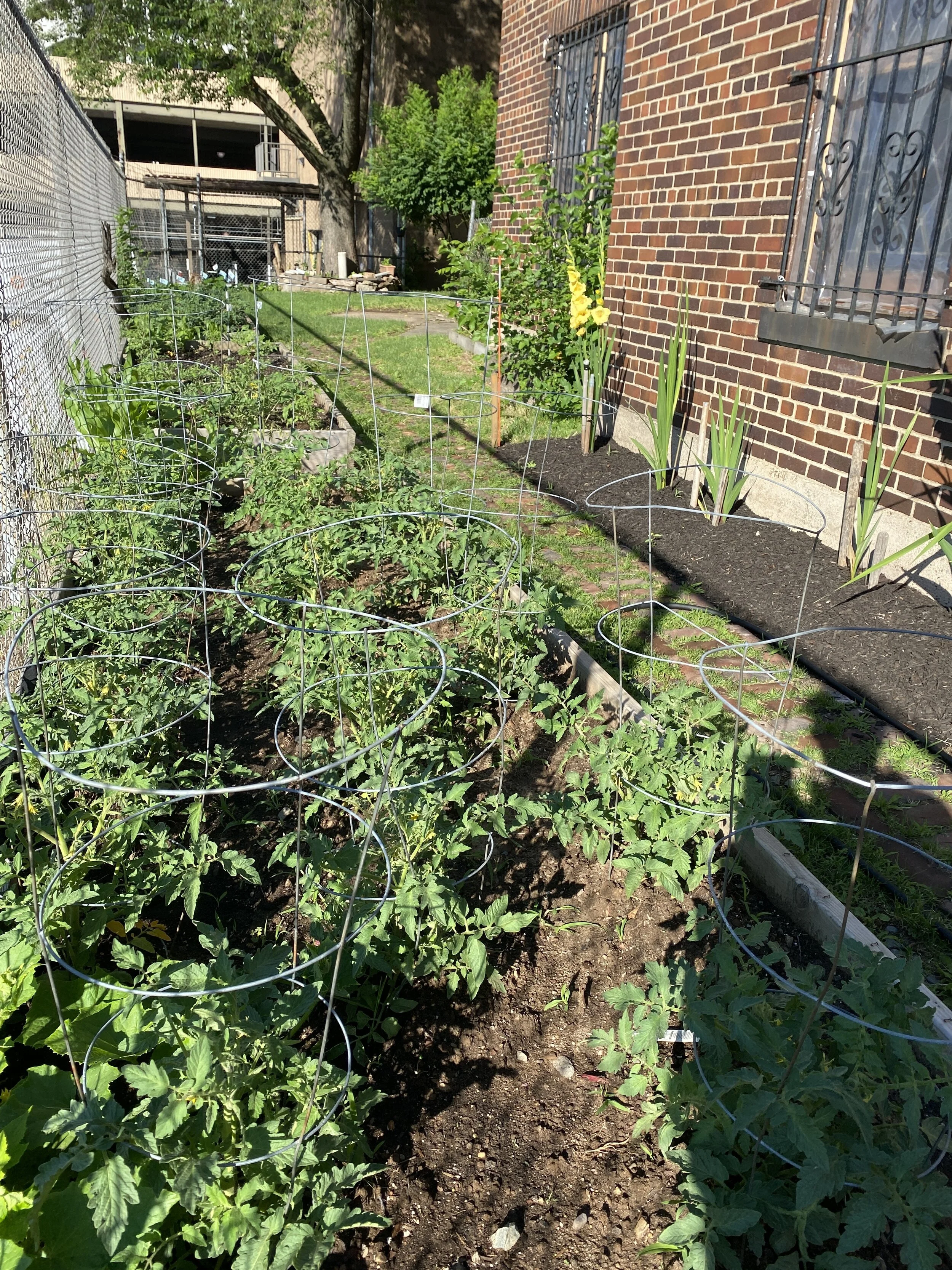 Newmark School Provides Seedlings for the St. John's Garden!