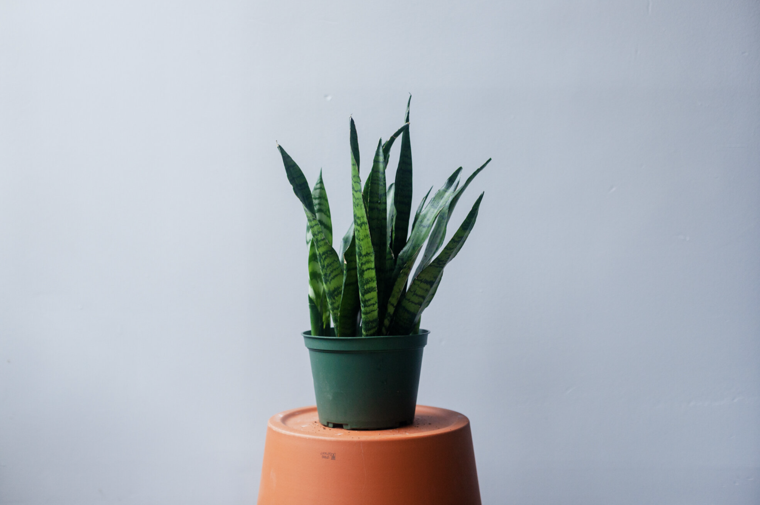 Natty Garden | Snake Plant