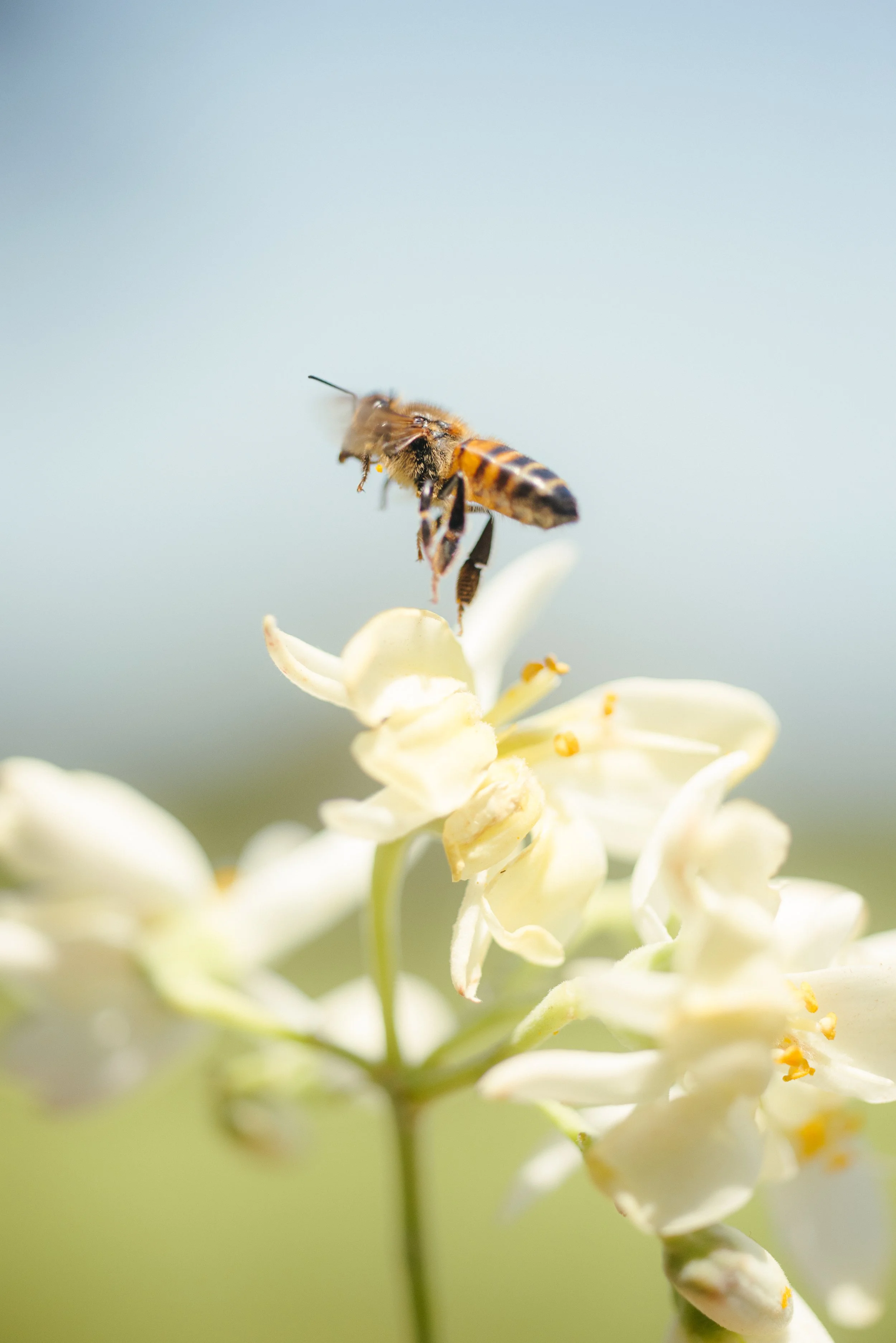 Moringaia Farm_Bee on Moringa Flower_by Jose Rozon.jpg