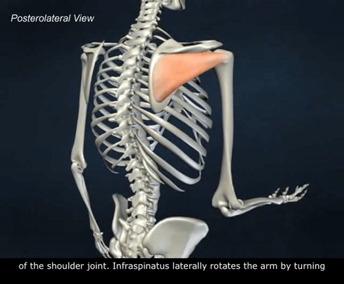 SHOULDER SURGERY - SLAP TEAR EXERCISES — Brill Physical Therapy