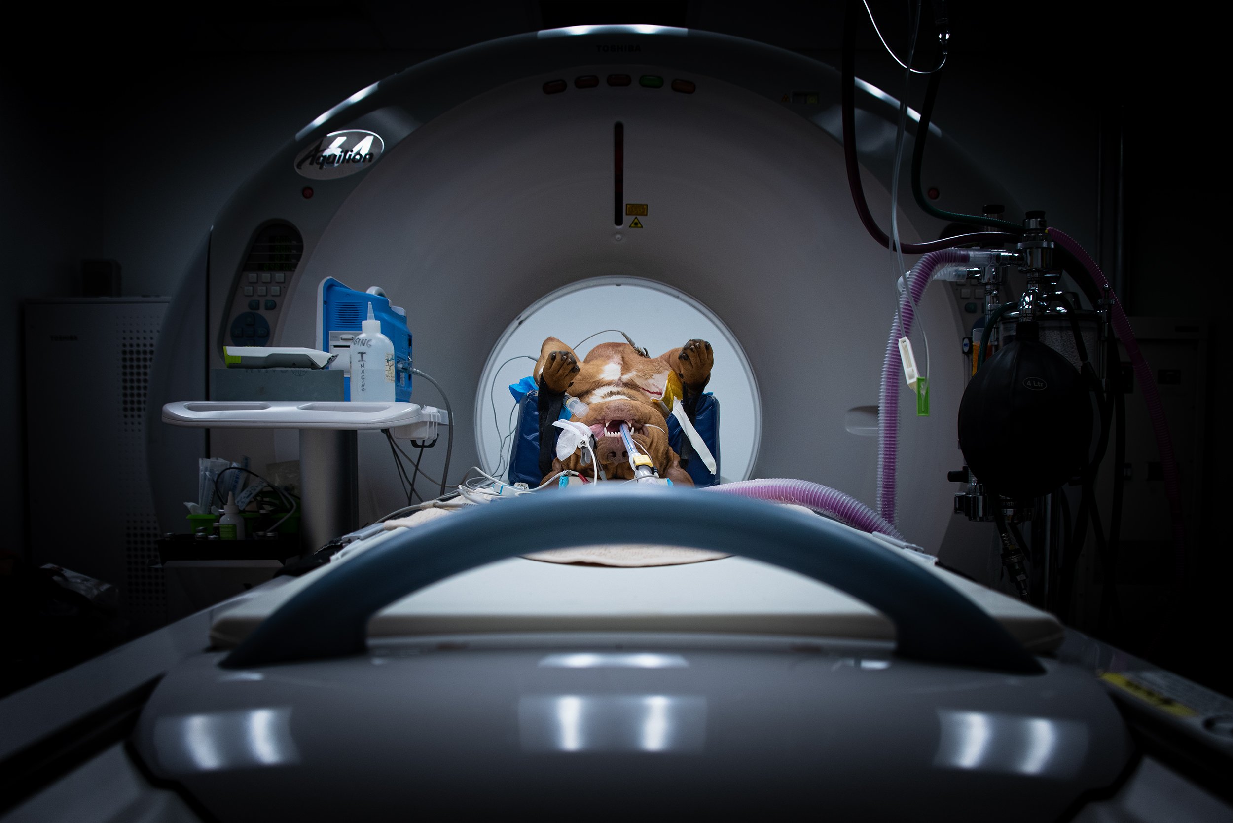 Canine GSW MRI/CT