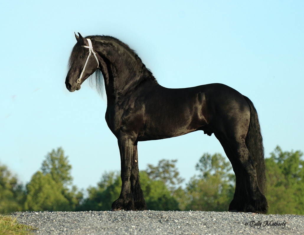Fridse 423