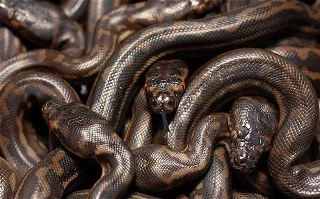 snake_1986622c.jpg