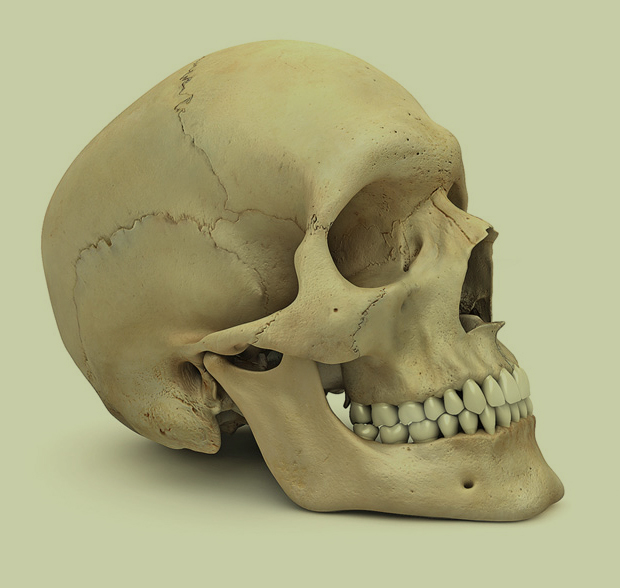 skull22.jpg