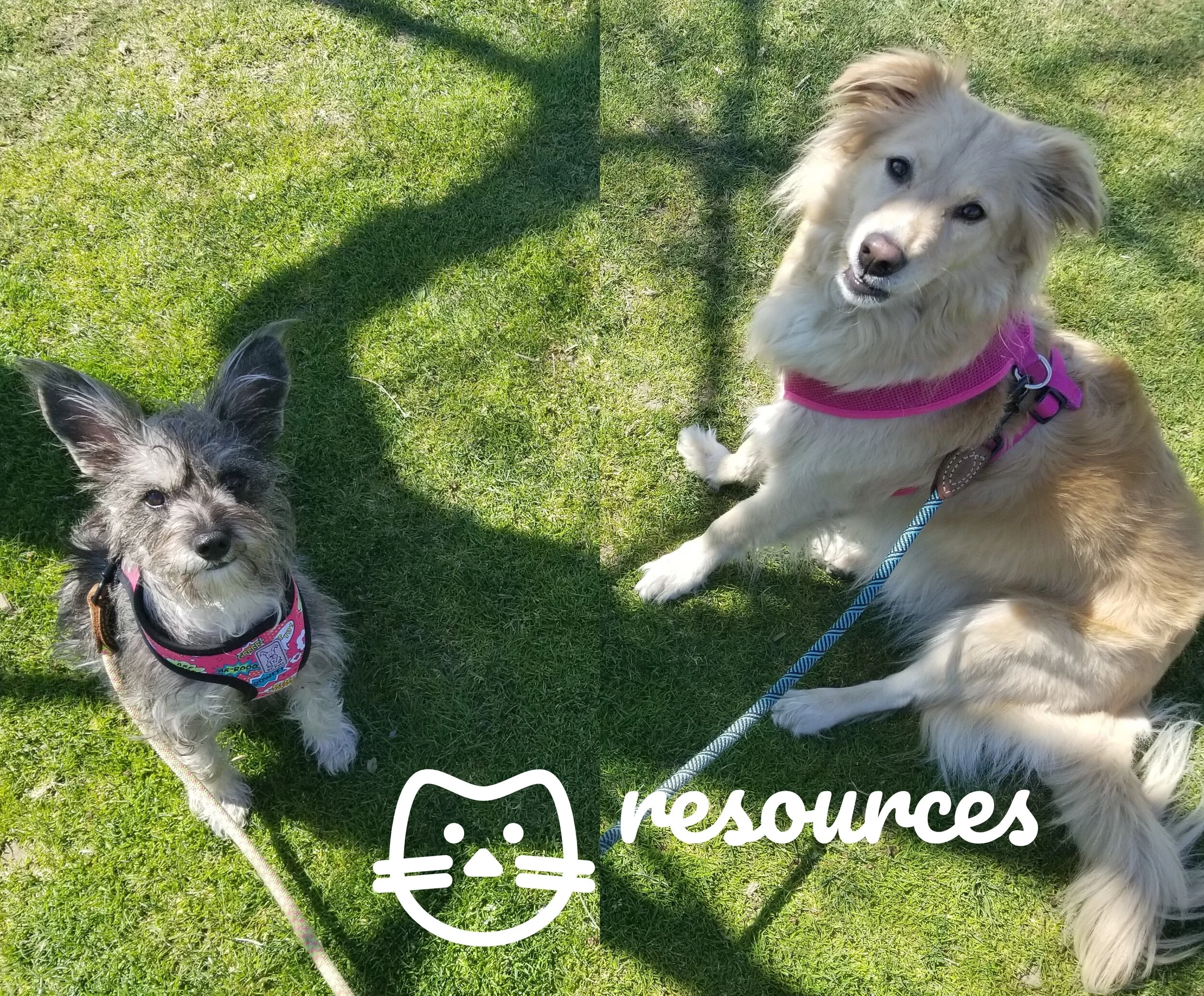 Is Pet Insurance Worth It?