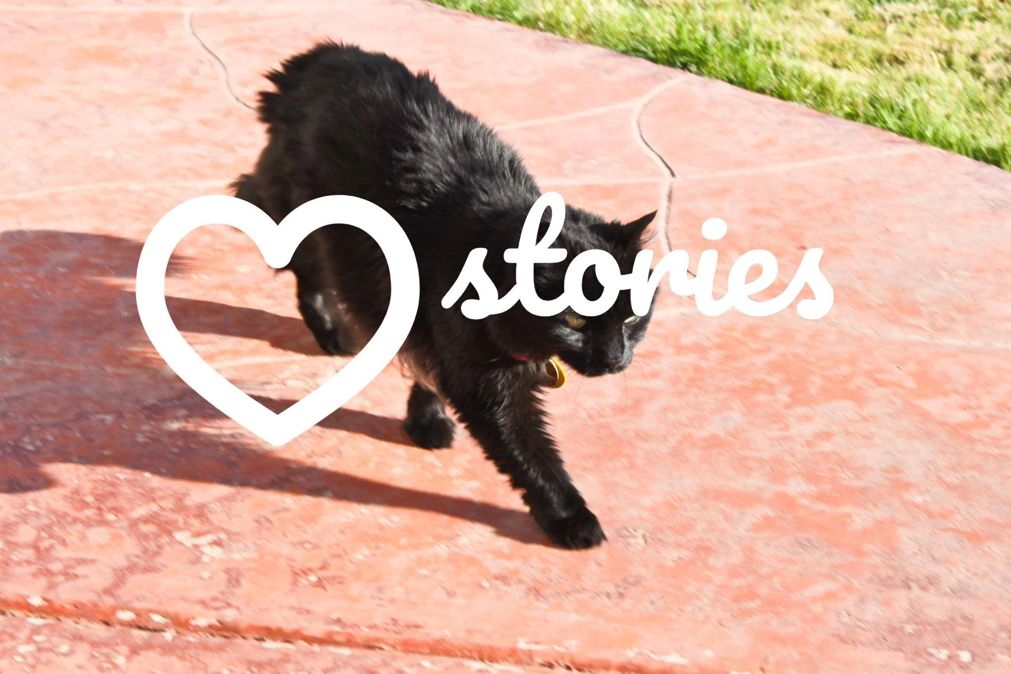 Meet Bijou: Laura's Story