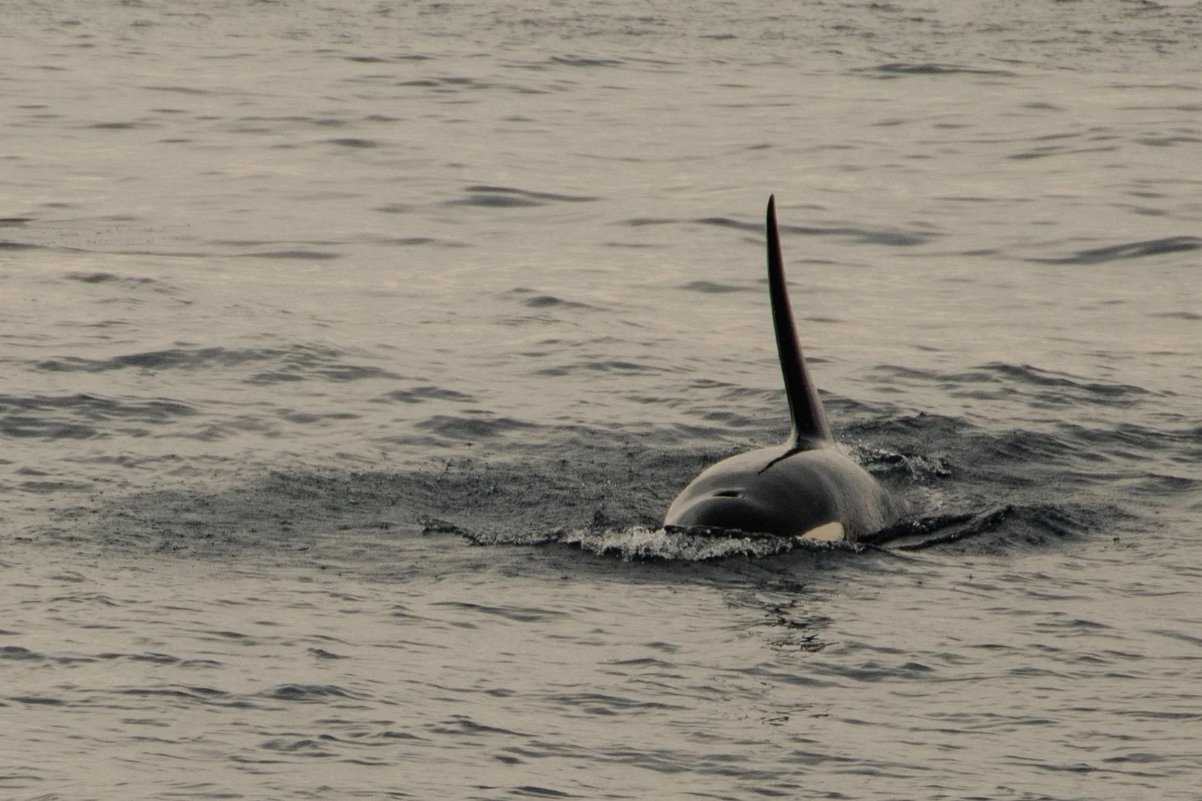 an orca