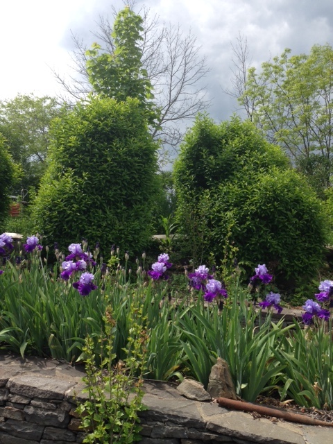 purple iris.jpeg