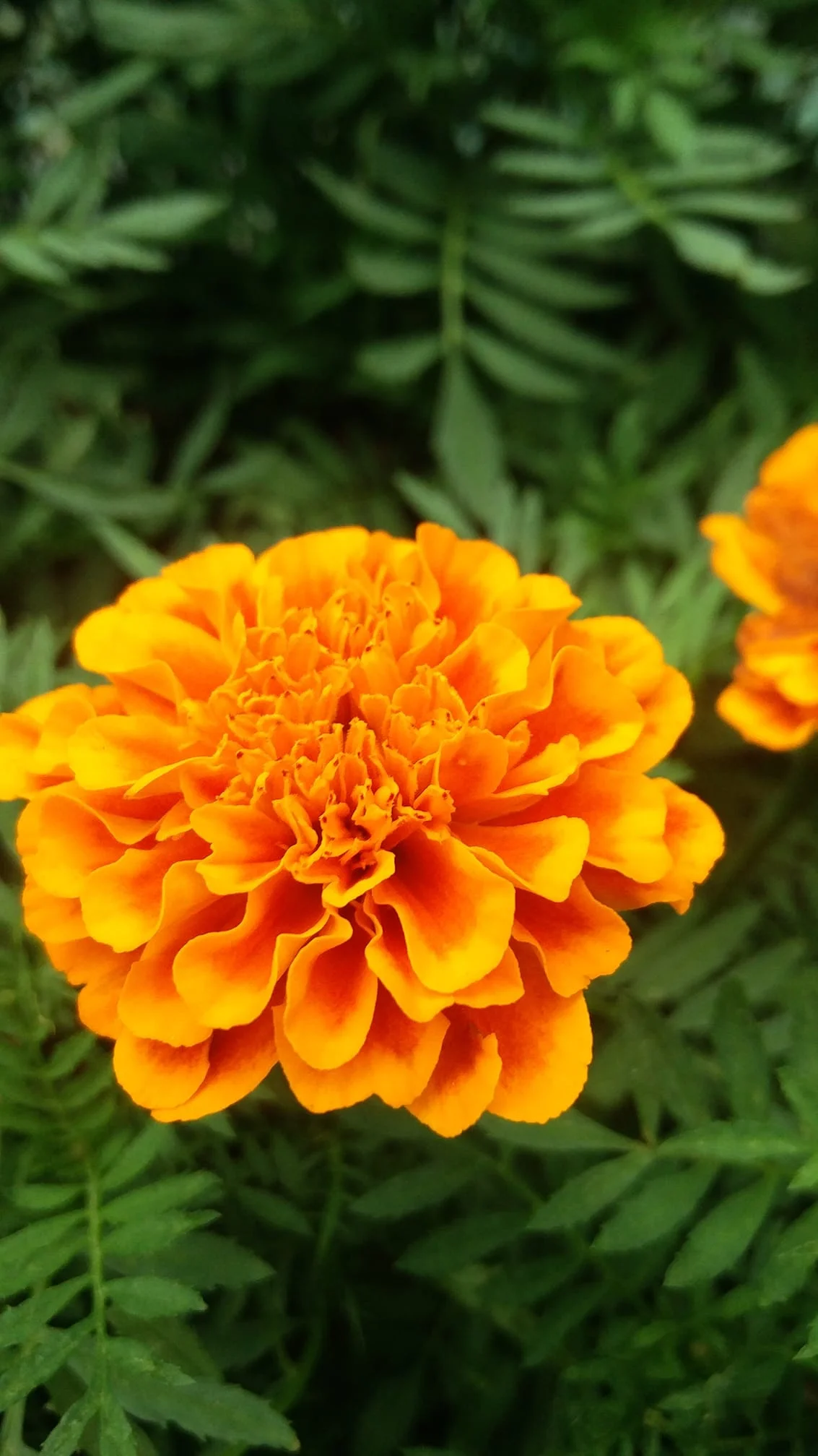 What inner strengths  do you possess?