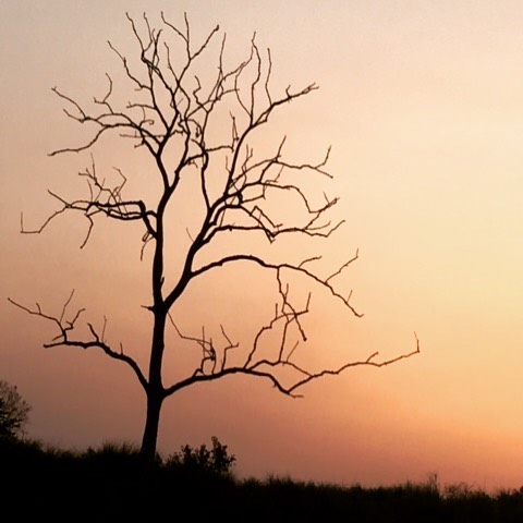 One of my most spiritual experiences and lessons in my 68 years of life was sailing at dusk on the Brahmaputra River. The single most important thing we can do as humans is to remain in awe of the home we call Earth🙏🏽 Photographer: Elizabeth Wey
es