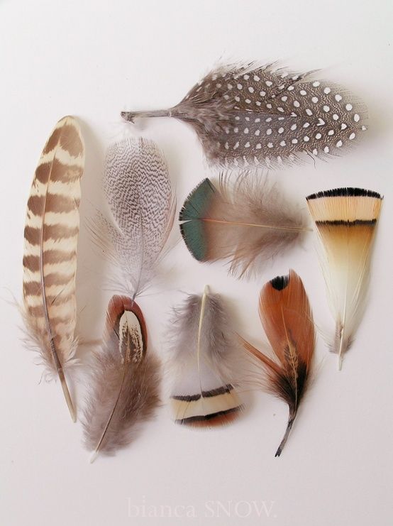 feather signs.jpg