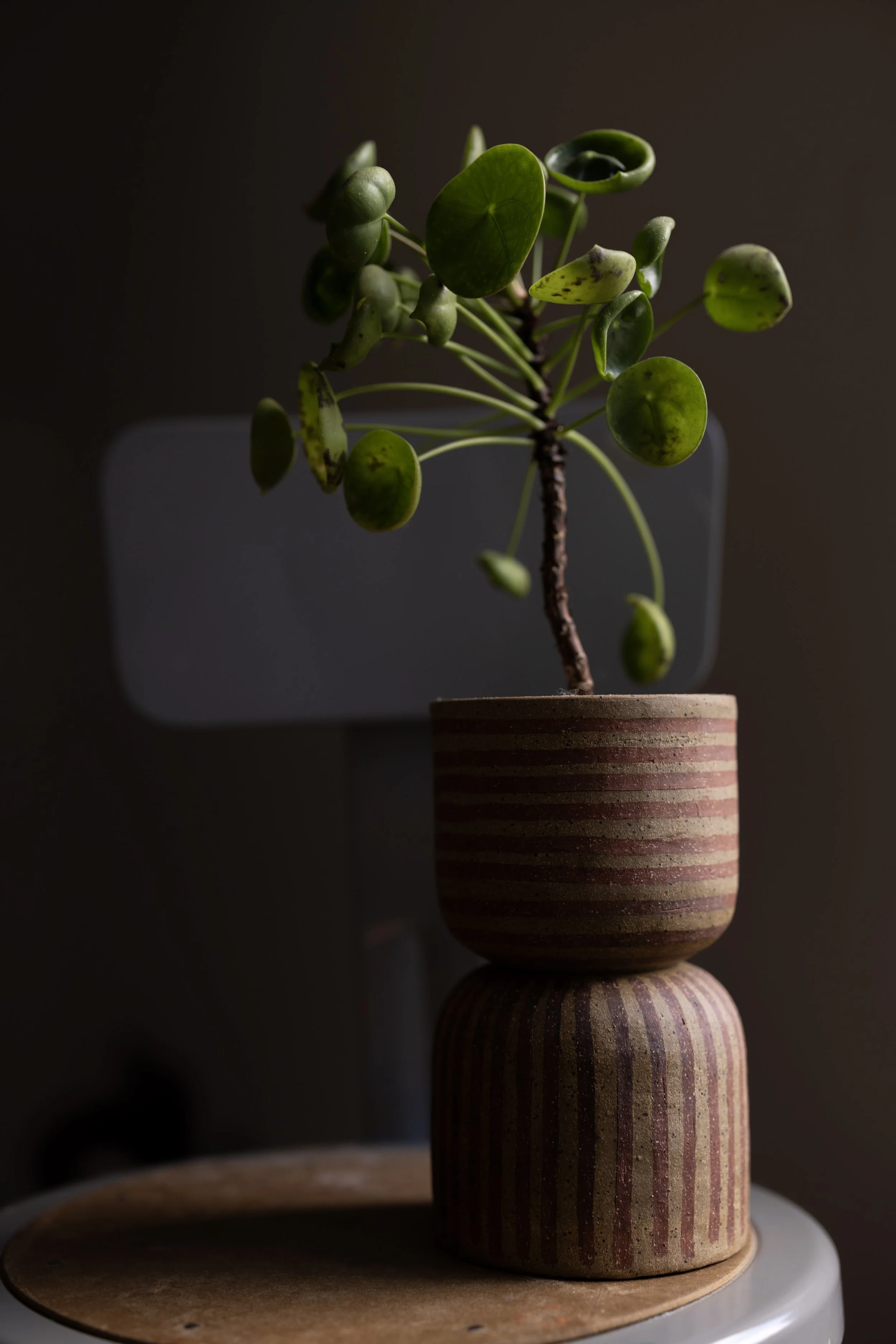 hidden planter no. 41