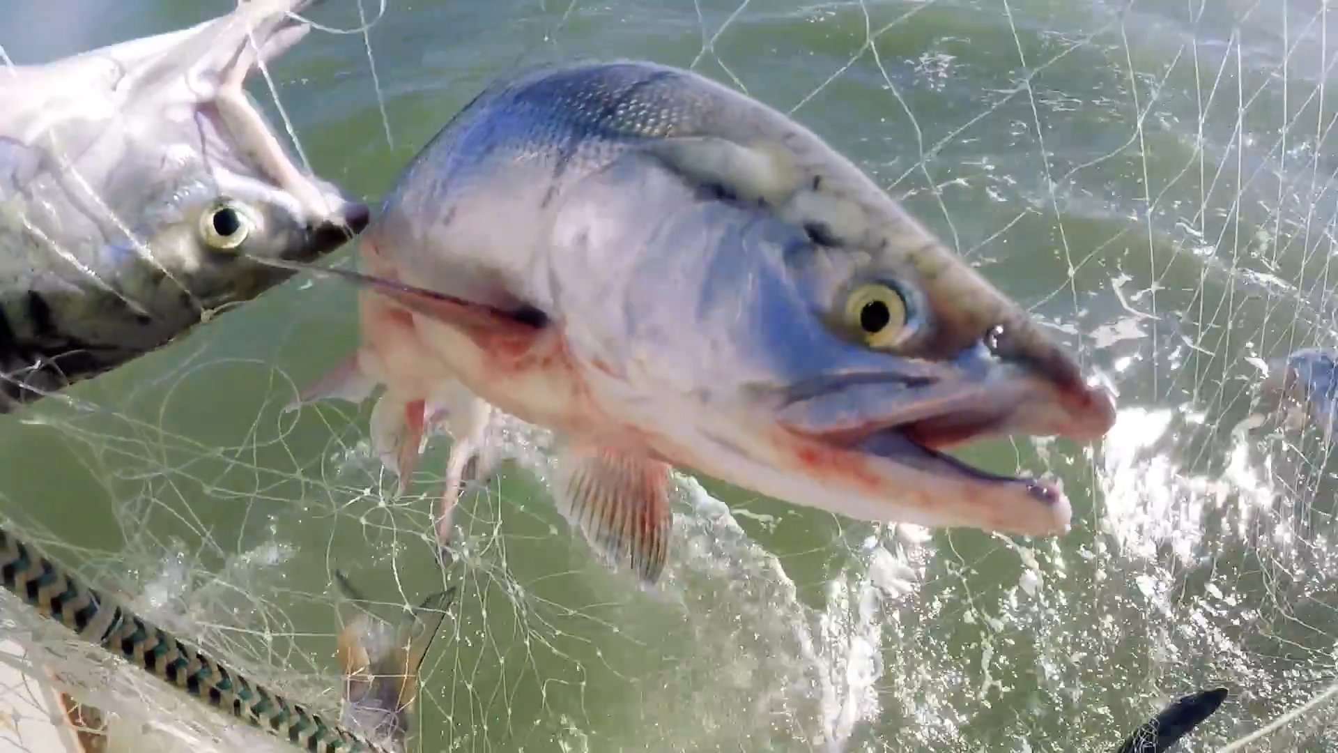 Commercial Fishing in Bristol Bay, Alaska