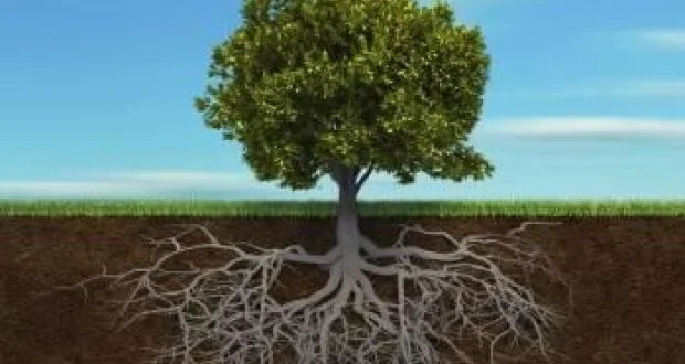 How Deep are Your Roots?