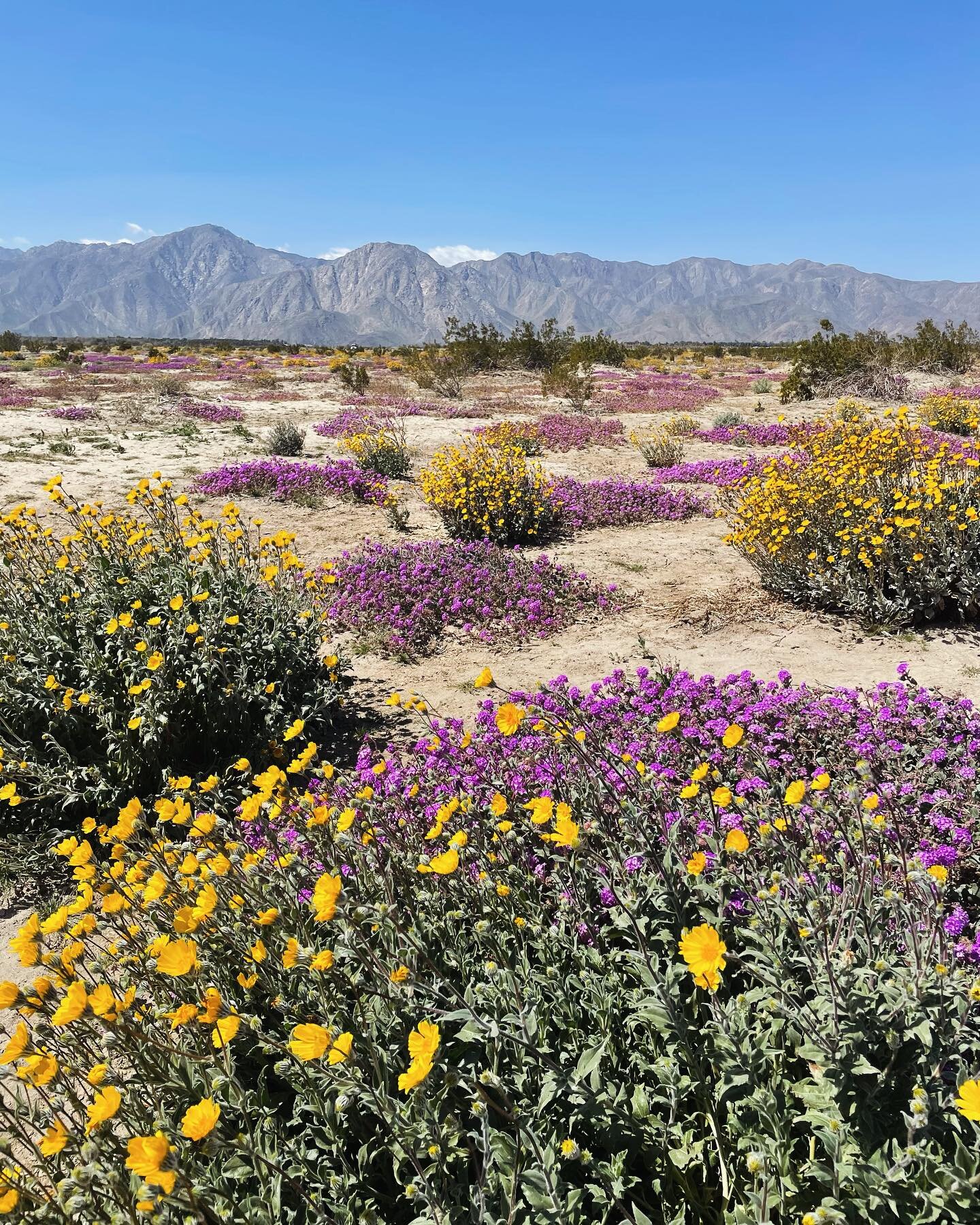 SUPER
..
BLOOM
..
✨
..
Garden visitor 
..
Telluride Via Ferrata
..
🧗🏻&zwj;♀️🦅👀
..
New skill unlocked 
..
CO wildflowers 
..
Morning rituals
..
Katie&rsquo;s first multi 💥