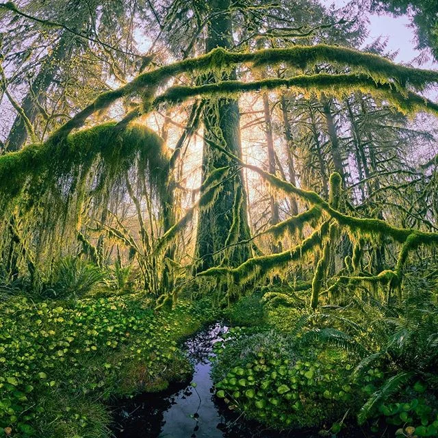 The Crosshatchery
(Swipe for uncropped version)

#forestlife #staypnw #pnwisbest #pnwisbeautiful #pnwphotographer #thatpnwlife #forestphotography #forestfloor #pnwonderland #pnwcollective #nationalpark #pnwwonderland #pnwdiscovered #nationalparkgeek 