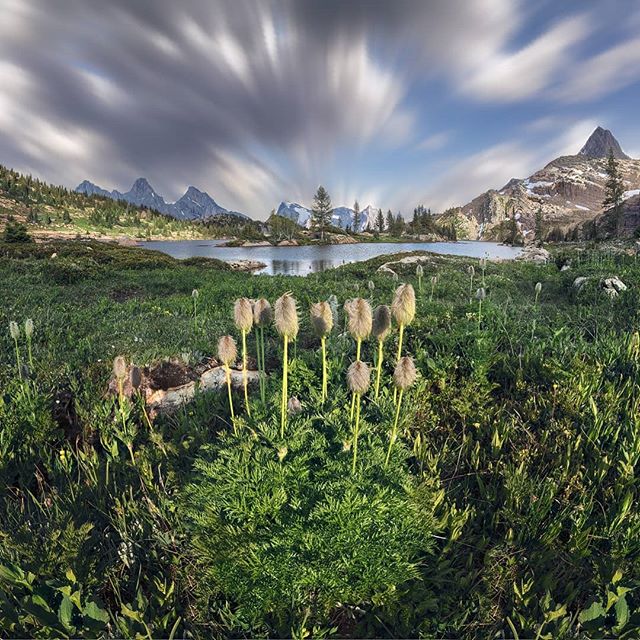 I often like to photograph scenes that move from darker, cool tones to brighter warm ones as you look up, but this ain't that. I found this little cluster of pasque flowers aligned with an island, trees and a distant mountain. As I focused from foreg