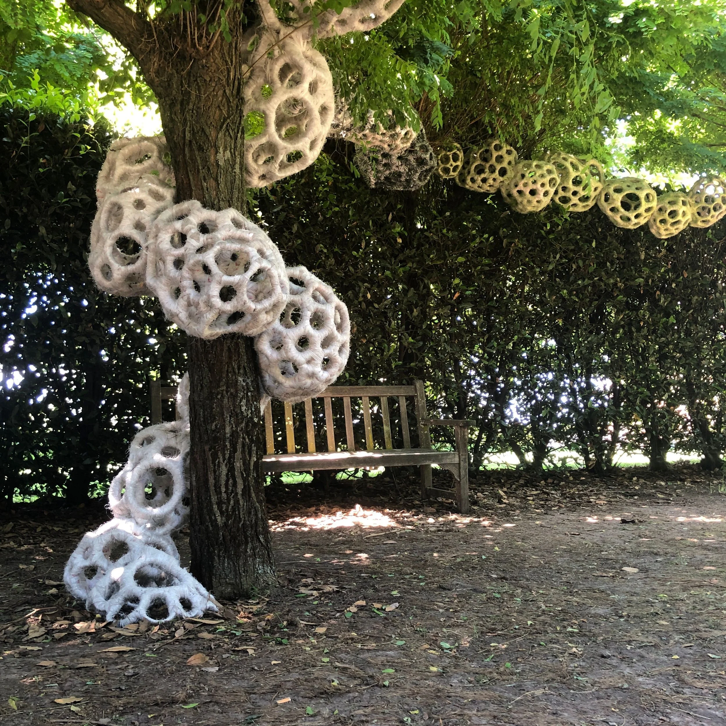 polycellular in situ.jpeg