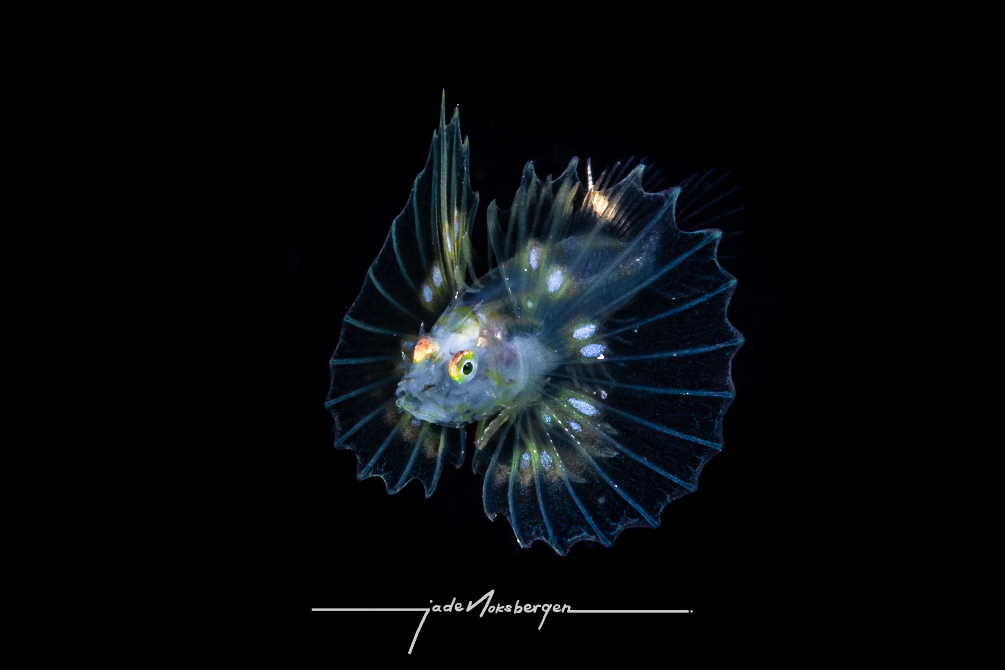 Scorpionfish