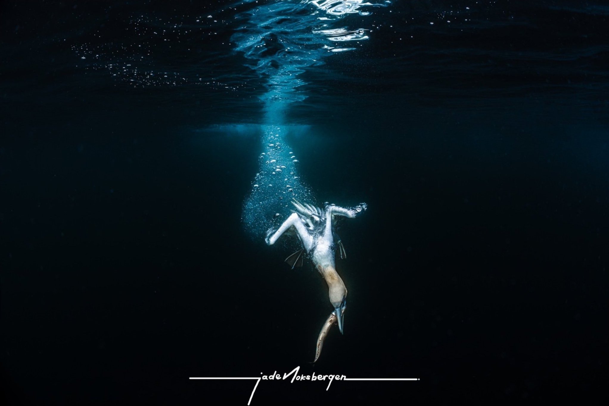 Ocean Photographer of the Year | 2nd Place Overall | 2024