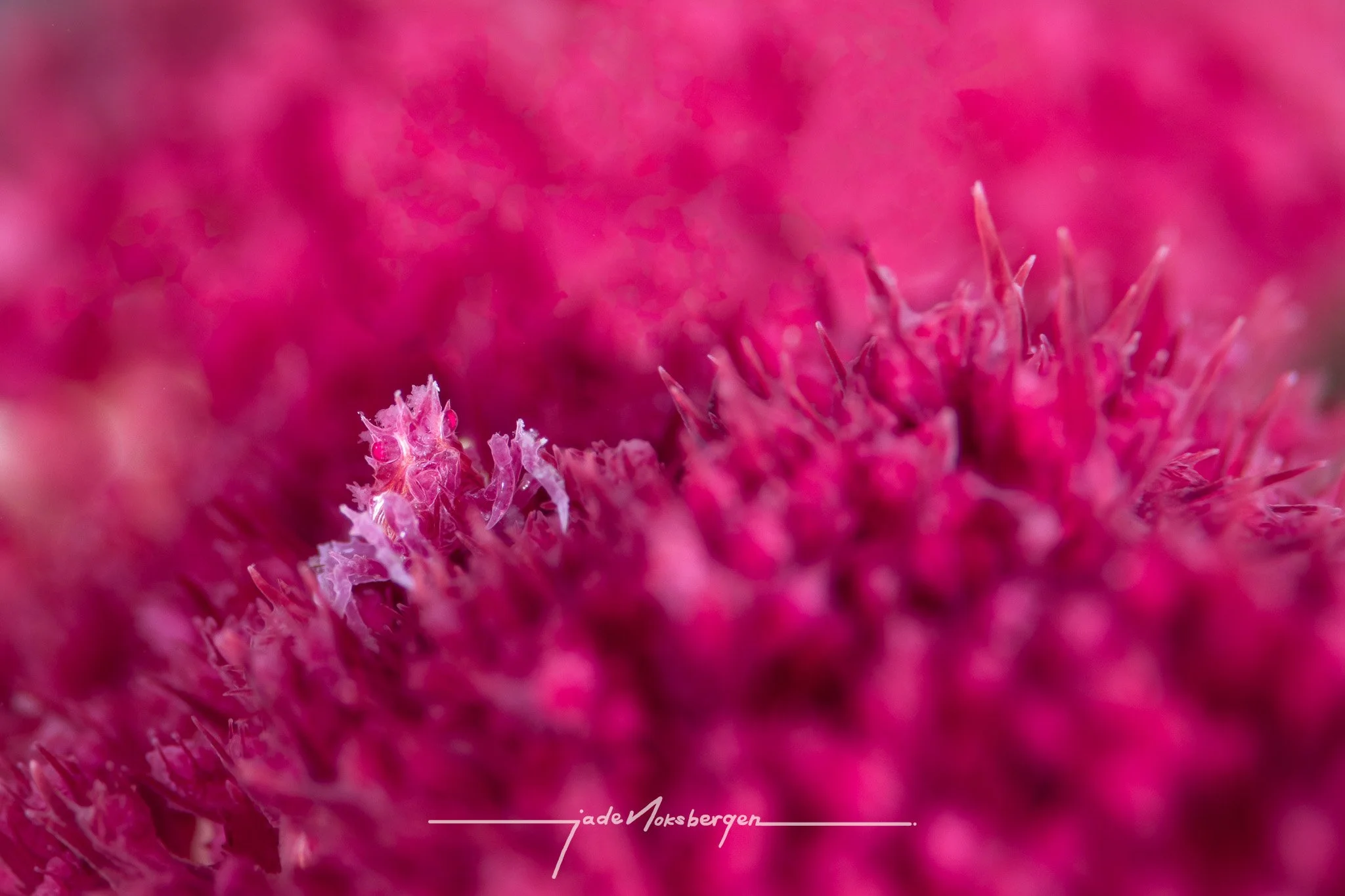 Ocean Photographer of the Year 2025 | Finalist Fine Art | Juvenile Candy Crab in soft coral (Philippines) 