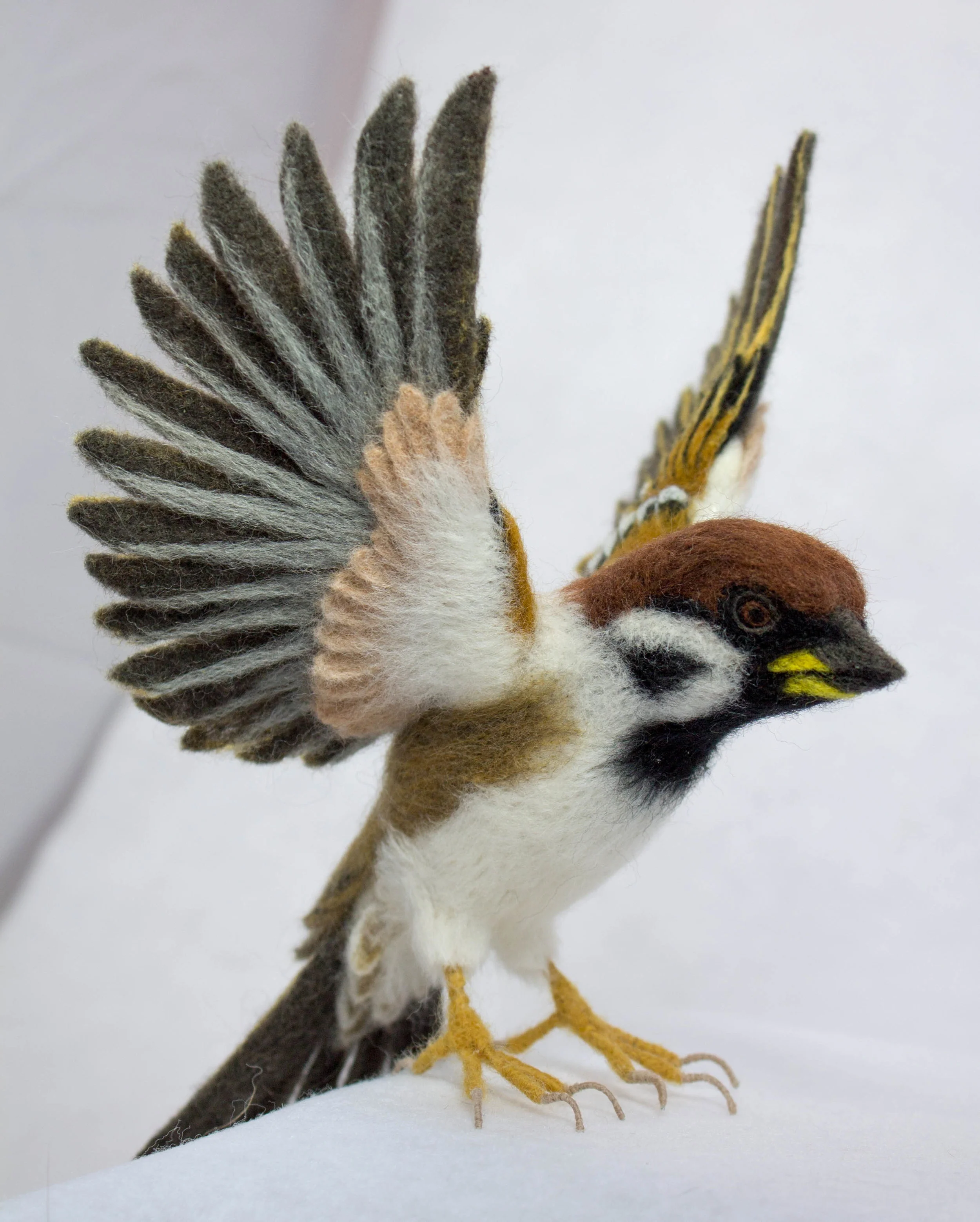 eurasian tree sparrow.jpg