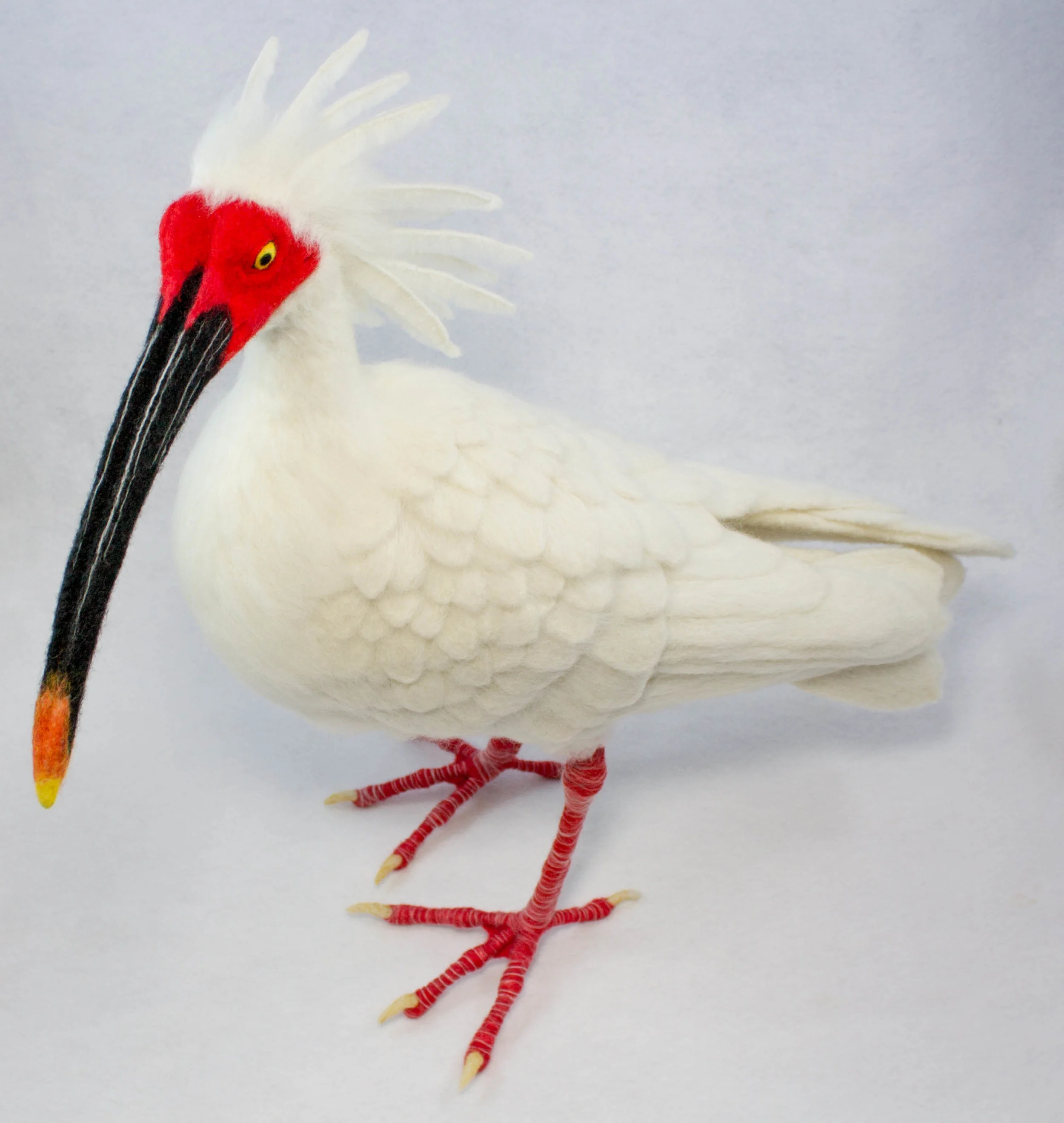 ibis6.jpg