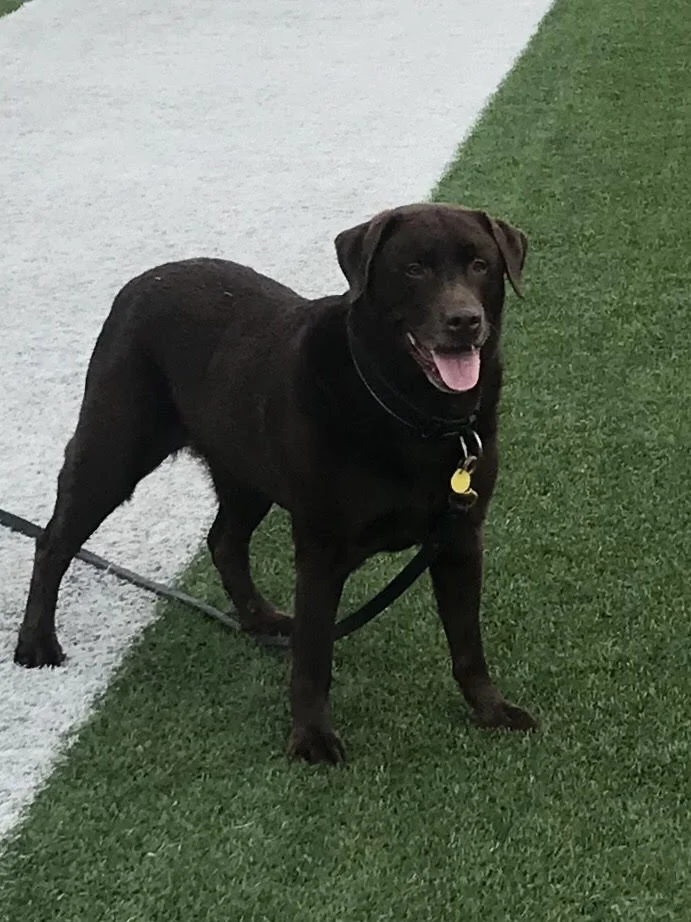 sr chocolate labs