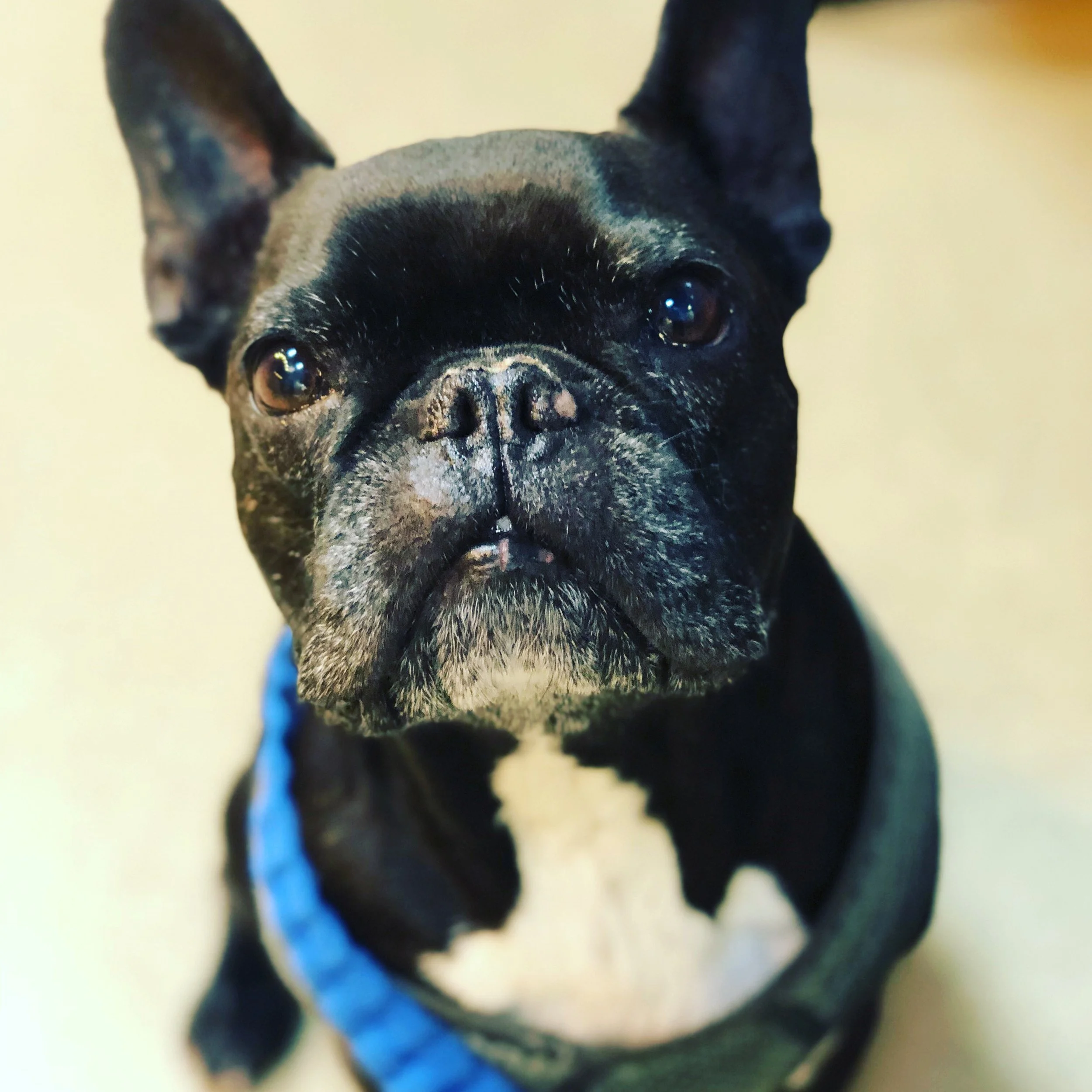 Osteosarcoma Blog Dogs Cats W Cancer Dogvocates