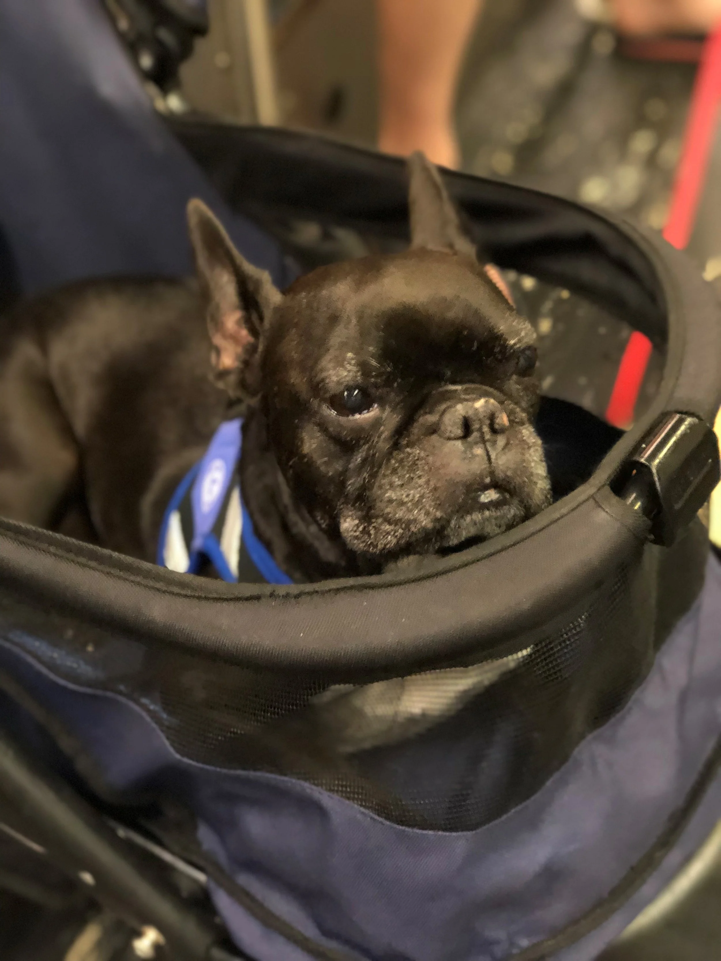 Stroller Rides After Surgery