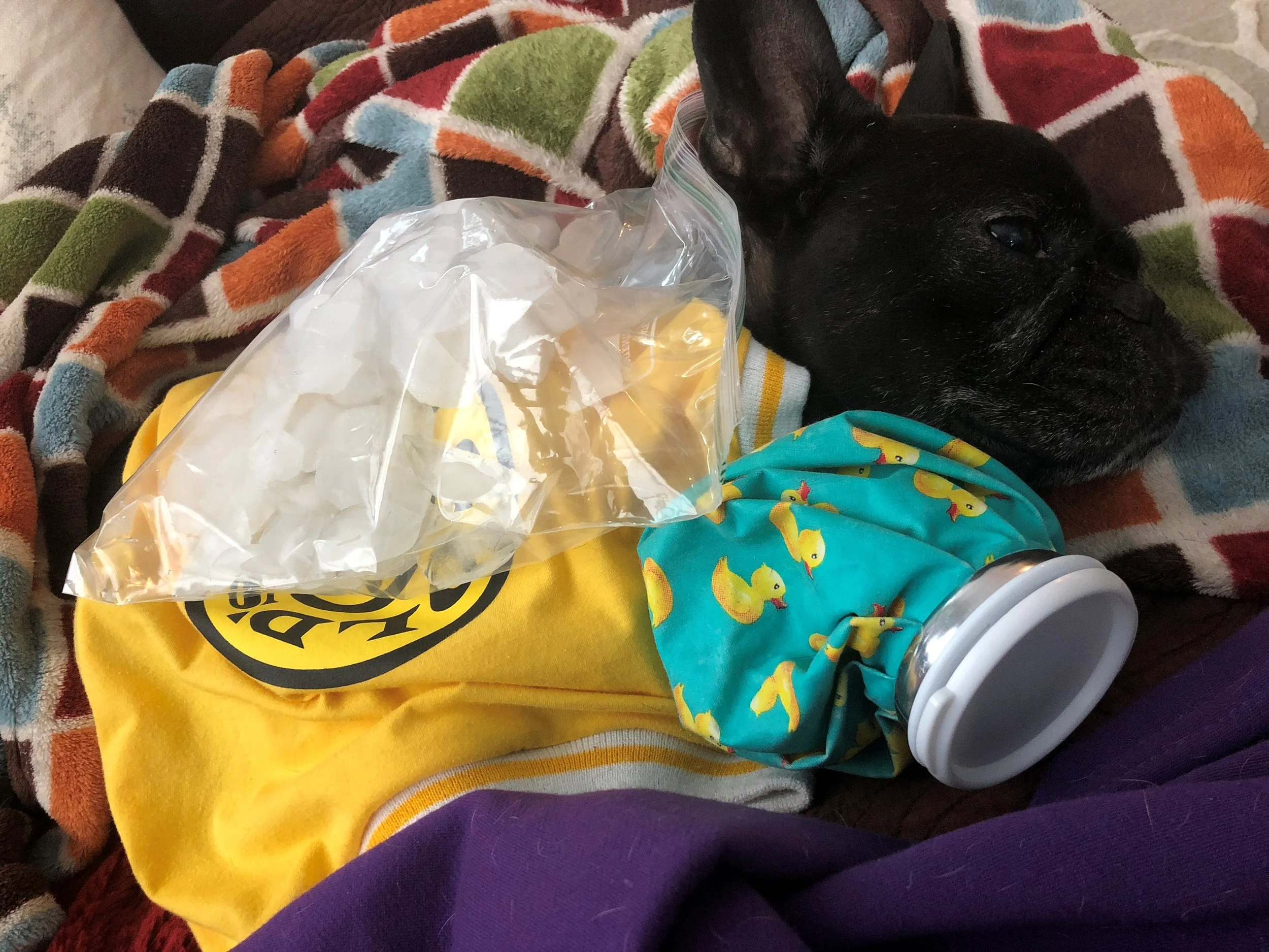 Osteosarcoma Blog Dogs Cats W Cancer Dogvocates