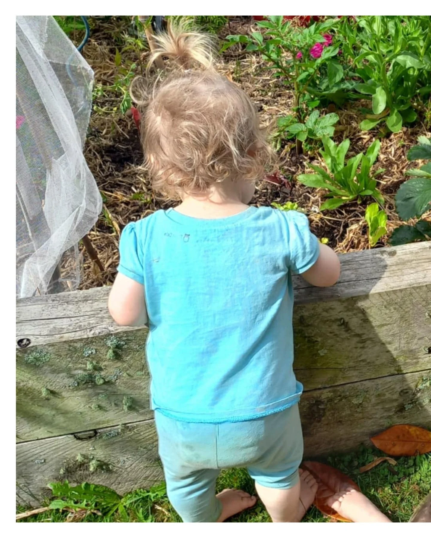 🌱 Planting at The Meadows! 🌱

Our tamariki had a wonderful time planting seedlings kindly donated by @tomtitfarm 

Little hands got busy digging, watering, and learning all about how plants grow.

We&rsquo;re so grateful for the generosity of Tomti