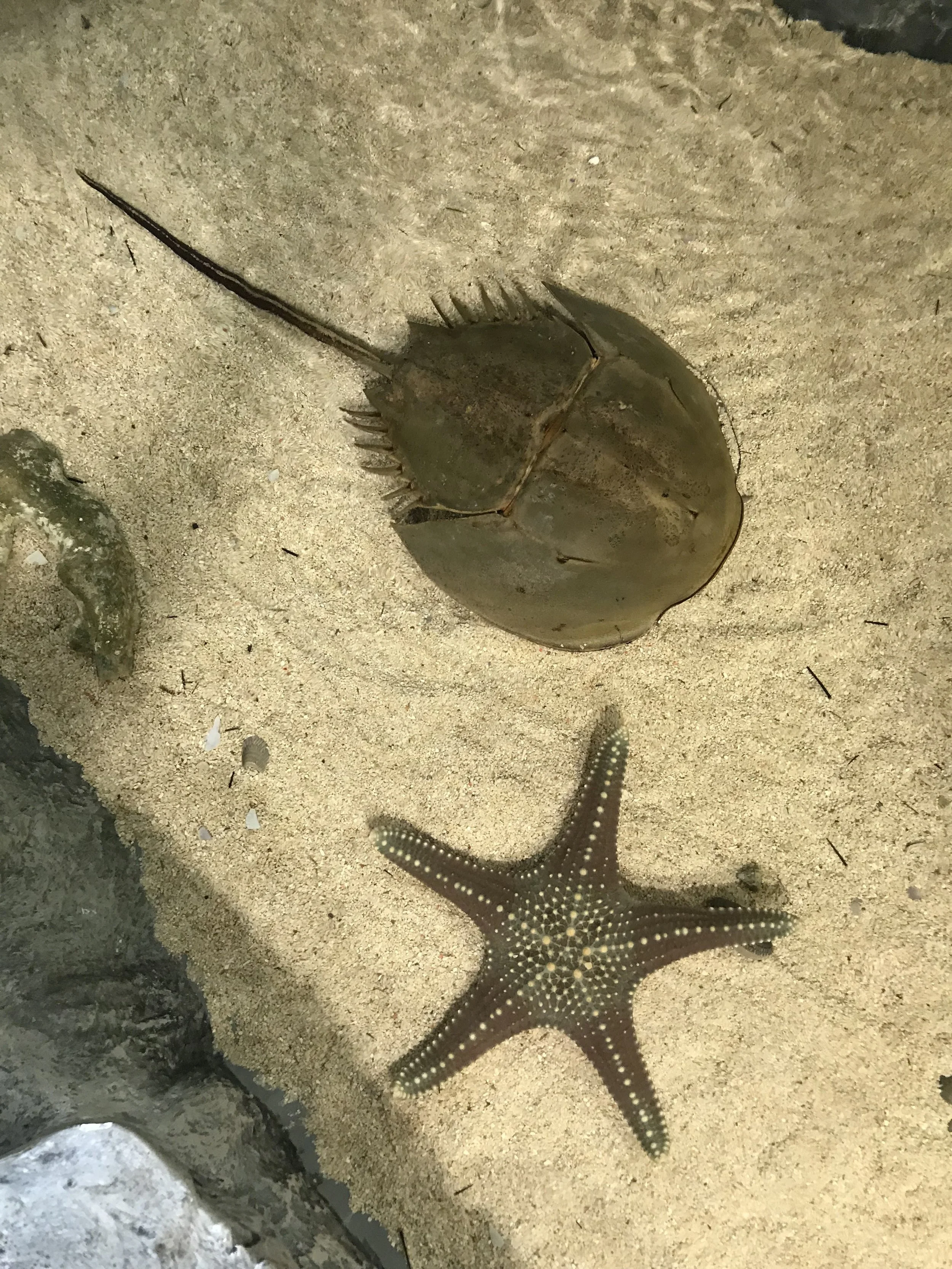 seastar crab.jpeg