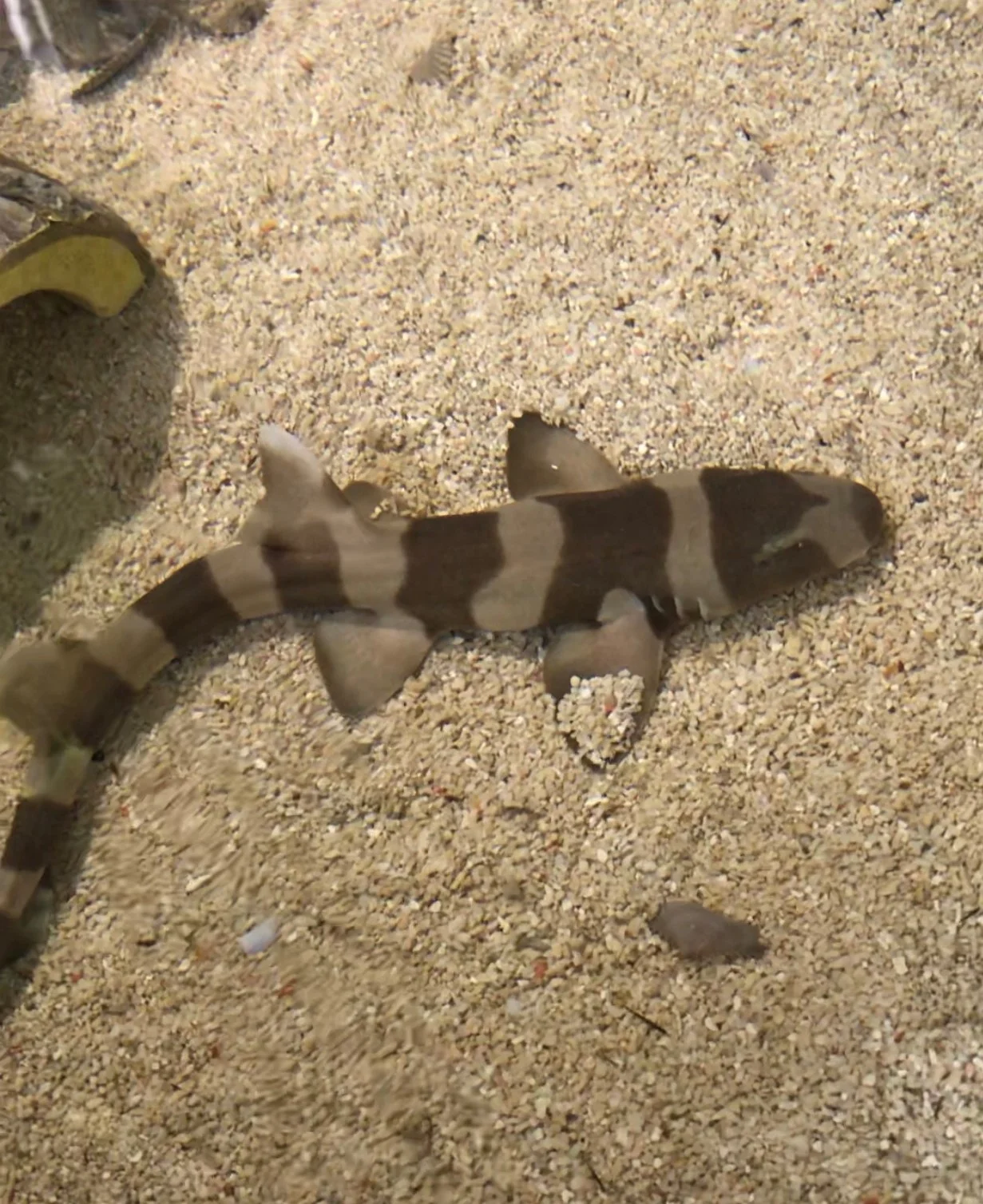 shark.jpg