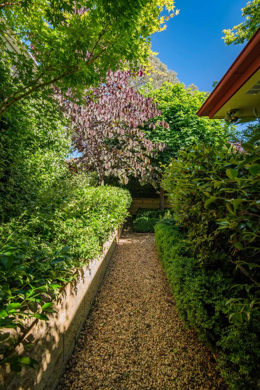 Narrow corridor, access gravel path with mixed layered contrast foliage, formal hedges with Cercis canadensis ‘Forest Pansy’- Canberra Gardens