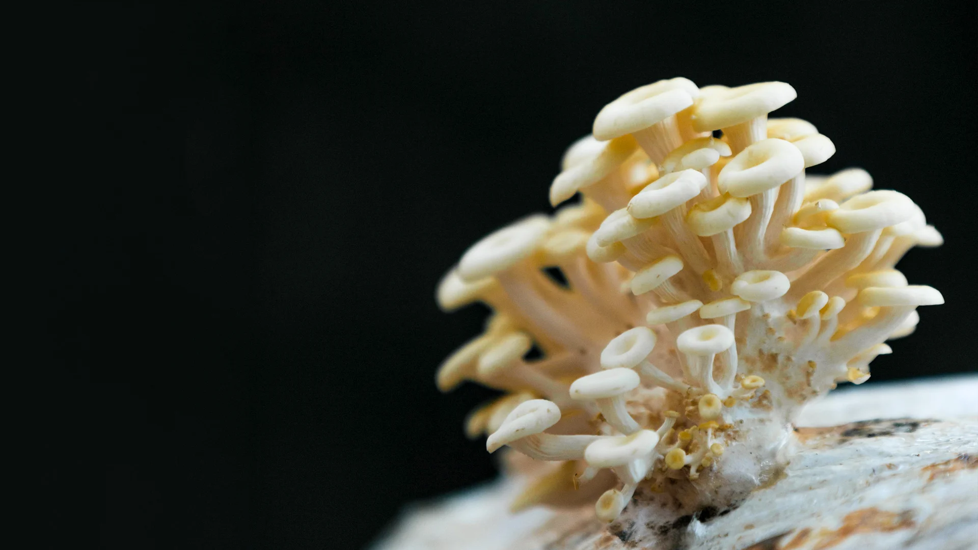 ShroomBrothers_Banner.jpg