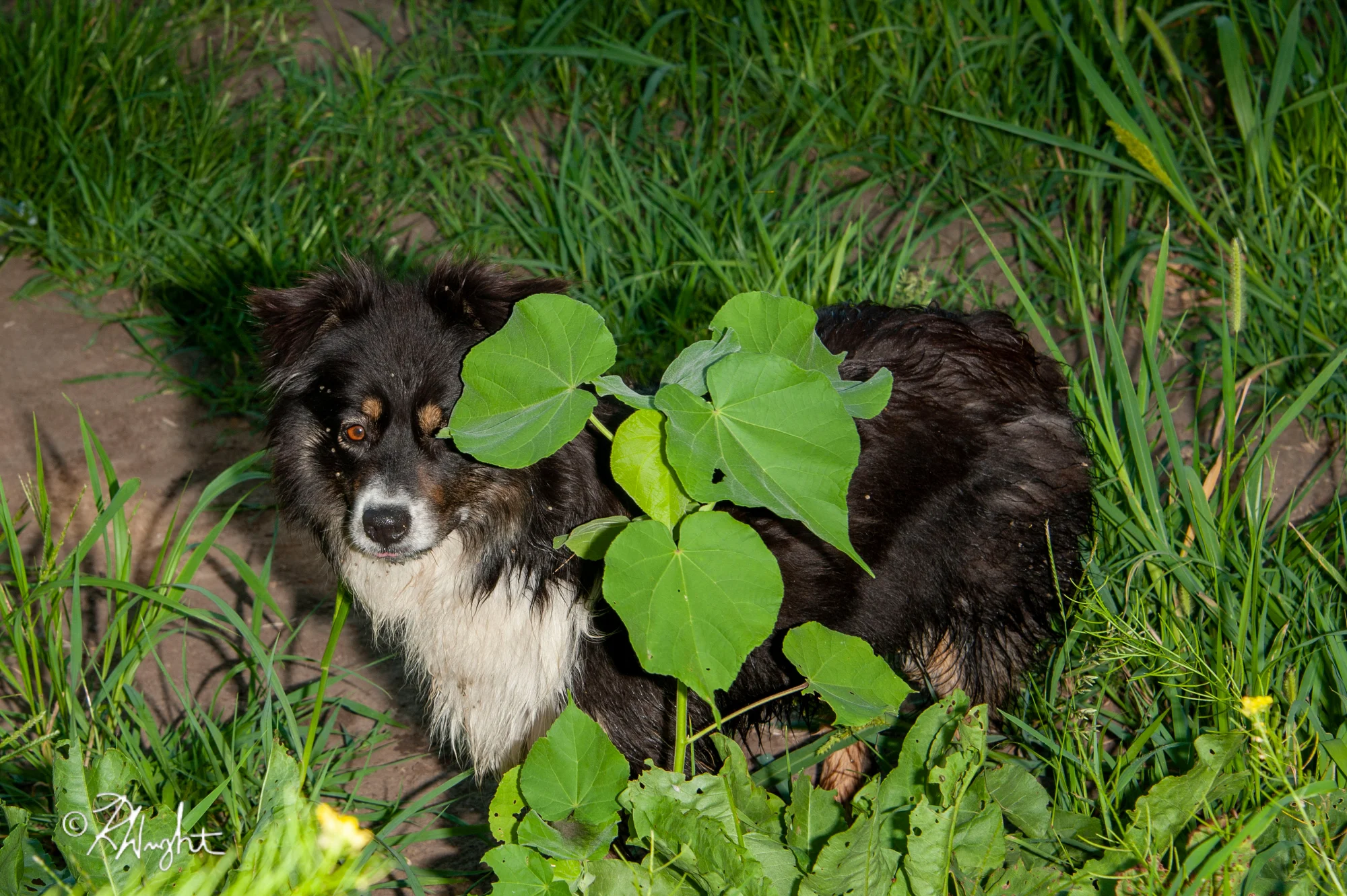190720_Bohemian_Sto_Mil_0312.jpg
