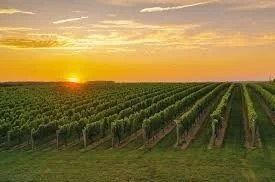 Vineyard.jpg