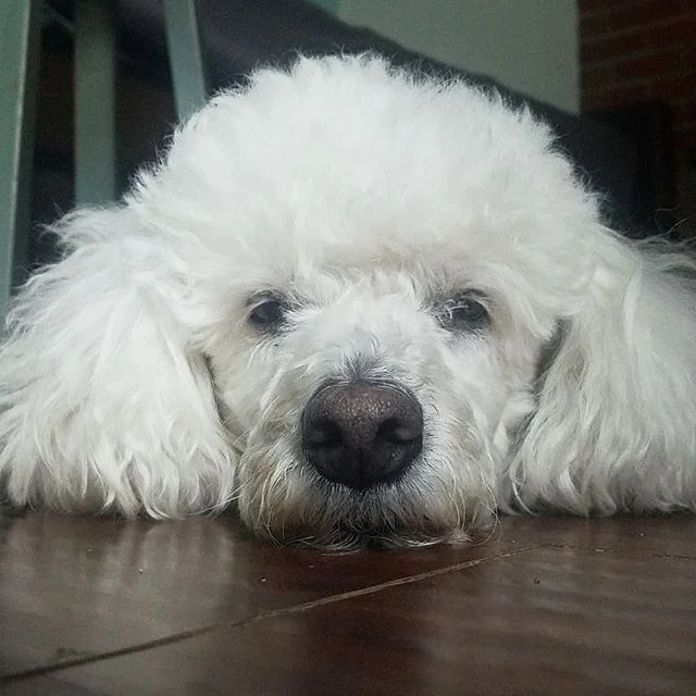 Happy #nationaldoggieday !
My baby girl is the light of my eye